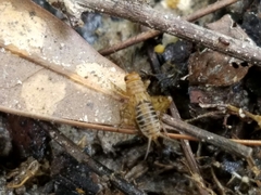 Neonemobius mormonius