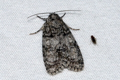 Acronicta retardata