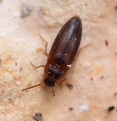 Hallomenus binotatus