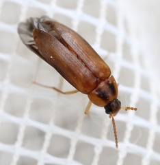 Hallomenus binotatus