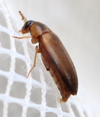 Hallomenus binotatus