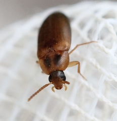 Hallomenus binotatus