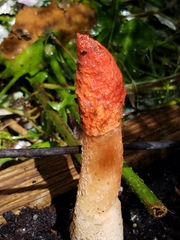 Phallus rugulosus