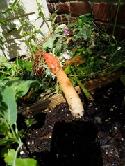Phallus rugulosus