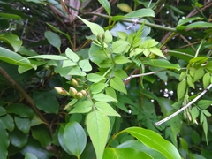 Jasminum officinale