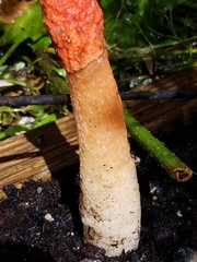 Phallus rugulosus