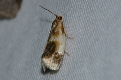 Clepsis melaleucanus