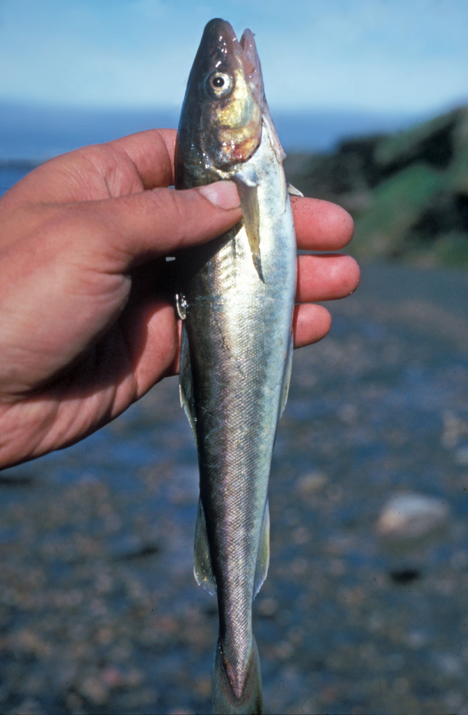 Arctogadus