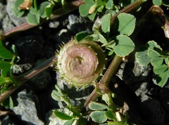 Medicago muricoleptis