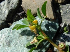 Medicago muricoleptis