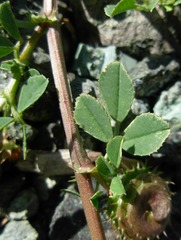 Medicago muricoleptis