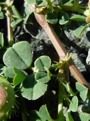 Medicago muricoleptis