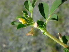 Medicago muricoleptis