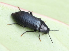 Melandrya caraboides