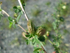 Medicago muricoleptis