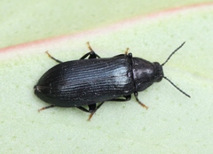Melandrya caraboides