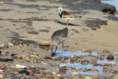 Tringa semipalmata semipalmata