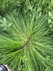 Carex cespitosa