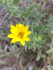 Heterotheca fulciens