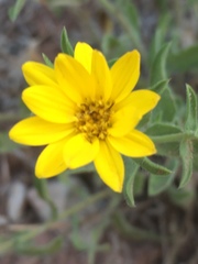 Heterotheca fulciens