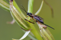 Iseropus stercorator