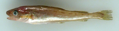 Saffron Cod photo 2
