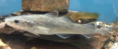 Saffron Cod photo 3