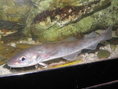 Saffron Cod photo 4