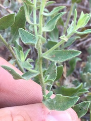 Heterotheca fulciens