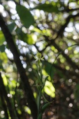 Habenaria arenaria