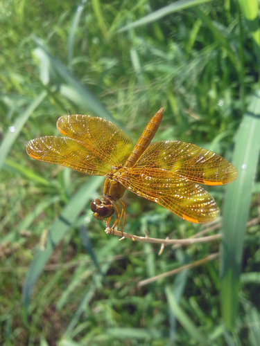 Mexican Amberwing