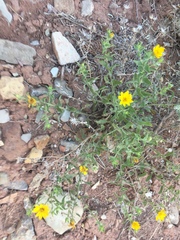 Heterotheca fulciens