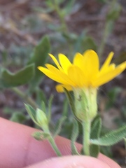 Heterotheca fulciens