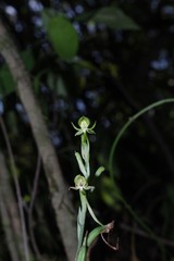 Habenaria arenaria