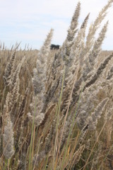 Enneapogon scoparius