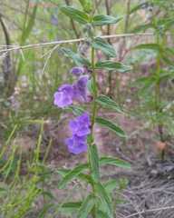 Scutellaria scordifolia