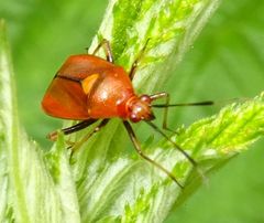 Deraeocoris ruber