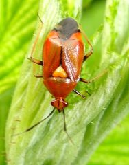 Deraeocoris ruber