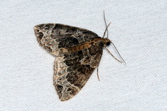 Ecliptopera silaceata
