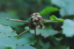 Phytoptus avellanae