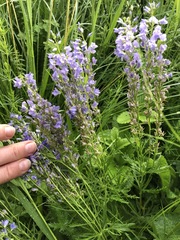 Veronica austriaca jacquinii