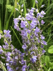 Veronica austriaca jacquinii