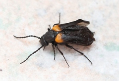 Sitaris muralis