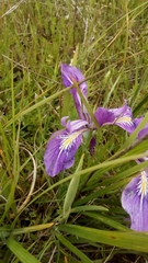 Iris tenax