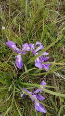 Iris tenax