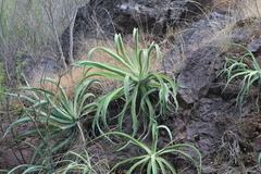 Agave vilmoriniana