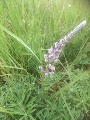 Lupinus oreganus