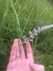 Lupinus oreganus