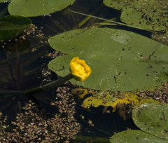 Nuphar lutea