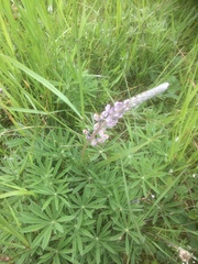 Lupinus oreganus